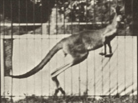 Plate 752 Kangaroo jumping — figure reference